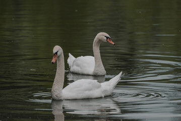 swan on the water