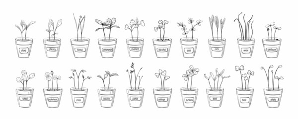 Vector hand drawn microgreens sketch set pot for decoration design. Vintage sprout drawing collection. Isolated illustration. Green leaf. White background. Outline drawing