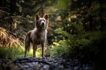 dog in forrest