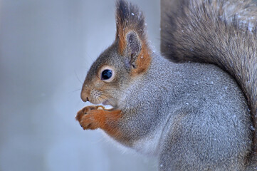 Obraz premium beautiful squirrel with a nut in the park in winter