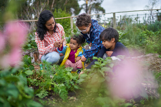 Family harvesting carrots in vegetable garden