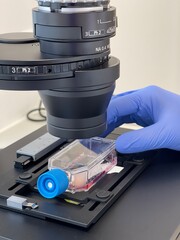 Cell culture under investigation - obrazy, fototapety, plakaty