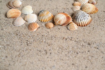Ribbed sea shells on sand marine background with copy space