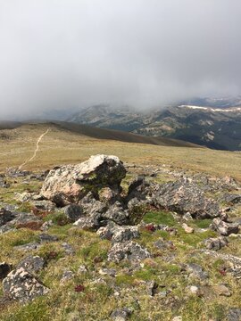 Colorado Mountain Fields and Forests with Green Grass, Flowers and Blue Sky
