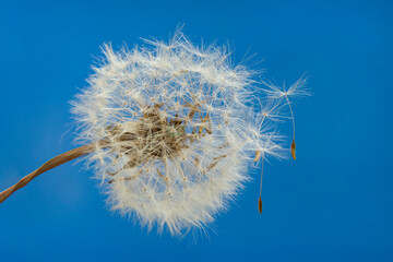 Fluffy white dandelion on blue sky background