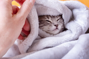 A cute gray little one is sleeping wrapped in a blanket. The kitten fell asleep hiding in a blanket