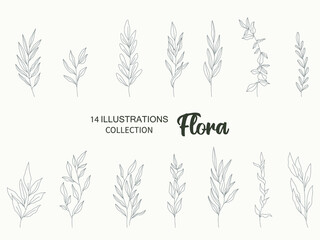 Fototapeta na wymiar collection forest fern eucalyptus art foliage natural leaves herbs in line style. Decorative beauty, elegant illustration for design: Vector flower Botanical