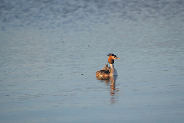 Beautiful duck grebe swims on the summer lake.