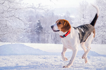 Portrait of american beagle dog running through snow to camera in park in winter