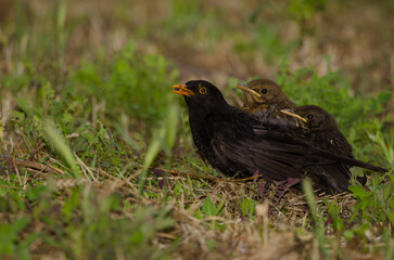 Common blackbirds Turdus merula cabrerae. Male with a woodlouse as food to its chicks. Gran Canaria. Canary Islands. Spain.