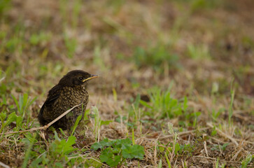 Chick of common blackbird Turdus merula cabrerae. Las Palmas de Gran Canaria. Gran Canaria. Canary Islands. Spain.