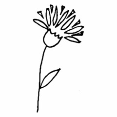 Doodle sketch hand drawn cartoon flower black outline on a white background. Vector illustration for wedding design, greeting card.