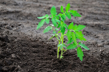 Young tomato seedlings are planted in soil in garden. Agriculture background with space for text. Spring planting on farm. Step by step seedlings. step 5