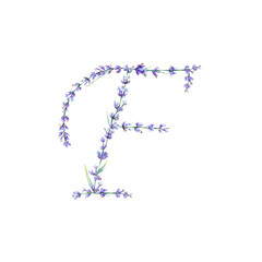 Floral Letter F. Watercolor hand drawn alphabet letter with botanical illustration of lavender flowers, leaves and branch. Initial letter for logo, greeting cards, invitations