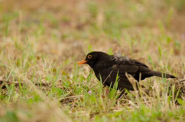 Male common blackbird Turdus merula cabrerae. Las Palmas de Gran Canaria. Gran Canaria. Canary Islands. Spain.