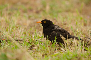 Male common blackbird Turdus merula cabrerae. Las Palmas de Gran Canaria. Gran Canaria. Canary Islands. Spain.
