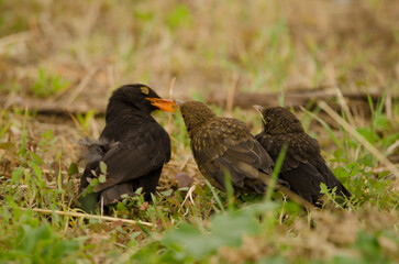 Common blackbirds Turdus merula cabrerae. Male feeding one its chicks. Las Palmas de Gran Canaria. Gran Canaria. Canary Islands. Spain.