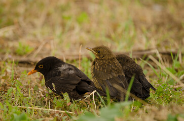 Common blackbirds Turdus merula cabrerae. Male with chicks. Las Palmas de Gran Canaria. Gran Canaria. Canary Islands. Spain.