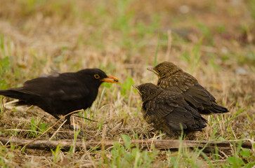 Common blackbirds Turdus merula cabrerae. Male feeding its chicks. Las Palmas de Gran Canaria. Gran Canaria. Canary Islands. Spain.