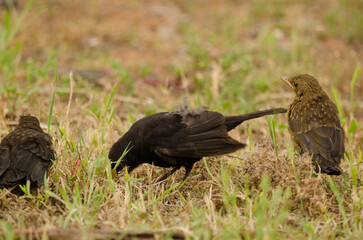 Common blackbirds Turdus merula cabrerae. Male searching for food and chicks. Las Palmas de Gran Canaria. Gran Canaria. Canary Islands. Spain.