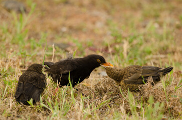 Common blackbirds Turdus merula cabrerae. Male feeding one its chicks. Las Palmas de Gran Canaria. Gran Canaria. Canary Islands. Spain.