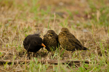 Common blackbirds Turdus merula cabrerae. Male with chicks. Las Palmas de Gran Canaria. Gran Canaria. Canary Islands. Spain.
