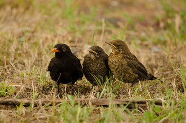 Common blackbirds Turdus merula cabrerae. Male with chicks. Las Palmas de Gran Canaria. Gran Canaria. Canary Islands. Spain.