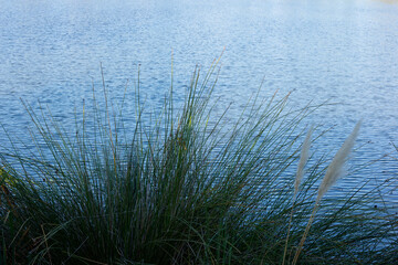 green reeds beside a freshwater lake in the morning
