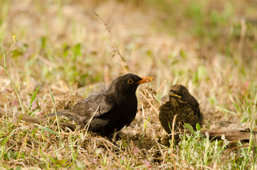 Common blackbirds Turdus merula cabrerae. Male with food to its chicks. Las Palmas de Gran Canaria. Gran Canaria. Canary Islands. Spain.