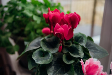 Blooming pink and red cyclamen or Alpine violet. House plants.