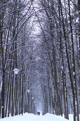 The road in the park. Lanterns. Winter. Winter walk