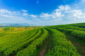 Fototapeta na wymiar Green tea field in morning 