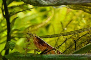 Krewetka filtrująca (Atyopsis moluccensis) podczas połowu planktonu