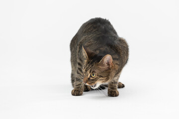 Obraz premium She-cat meows in displeasure and sits on a white background.