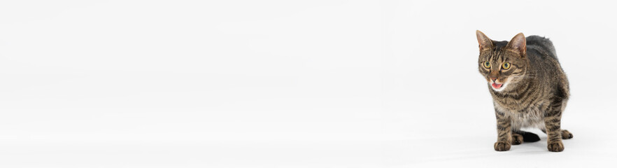 She-cat opens her mouth and sticks out her tongue while sitting on a white background. Panoramic frame.