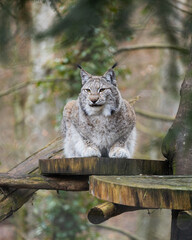 lynx in the forest