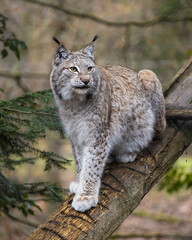 lynx in the forest