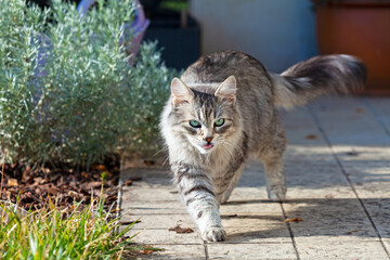Naklejka na ściany i meble Adorable long haired cat in a garden,siberian breed