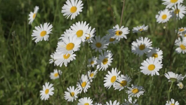 Lots of white daisies in the wild.