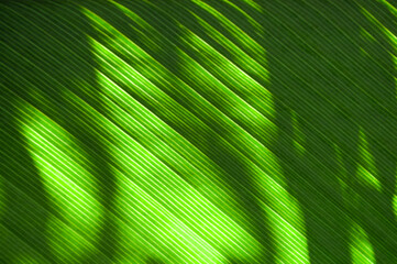 Close up sunlight through green leaves,palm leaf background. Light and shadow on tropical leaf natural pattern for wallpaper, spring ,summer detail or abstract texture backdrop. .