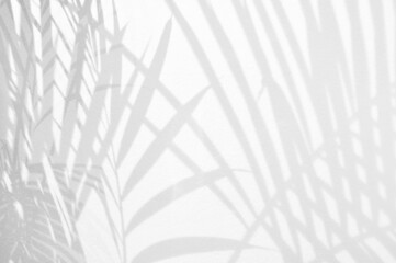 Light and shadow leaves,palm leaf on grunge white wall concrete background.Silhouette abstract tropical leaf natural pattern for wallpaper, spring ,summer texture.Black and white  soft image backdrop.