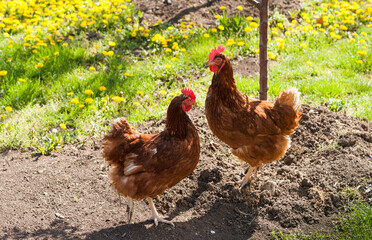 Hens outside in the meadow