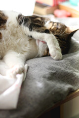 Cute tabby cat sleeping on a bed. Selective focus.