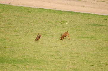 Naklejka premium Dogs playing in the park. La Ballena. Las Palmas de Gran Canaria. Gran Canaria. Canary Islands. Spain.
