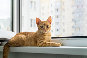 Close-up of small red tabby kitten lies on windowsill in summer. Anti-mosquito anti-vandal anti-cat protective net. Selective focus.