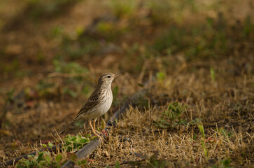 Berthelot's pipit Anthus berthelotii on a tube. La Ballena. Las Palmas de Gran Canaria. Gran Canaria. Canary Islands. Spain.