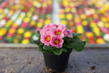 Colorful pink primrose in a plstic flowerpot. Primrose cultivation as background.
