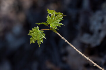 Spring twigs with small green leaves and buds