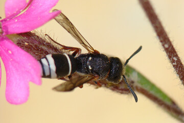Wasp (Alastor antigae)