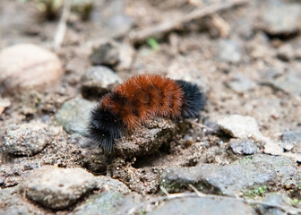 Tiger moth caterpillar on the Appalachian Trail, Shenandoah National Park, Virginia